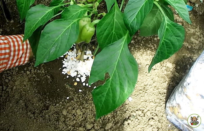 Яичная скорлупа защитит перец от слизней