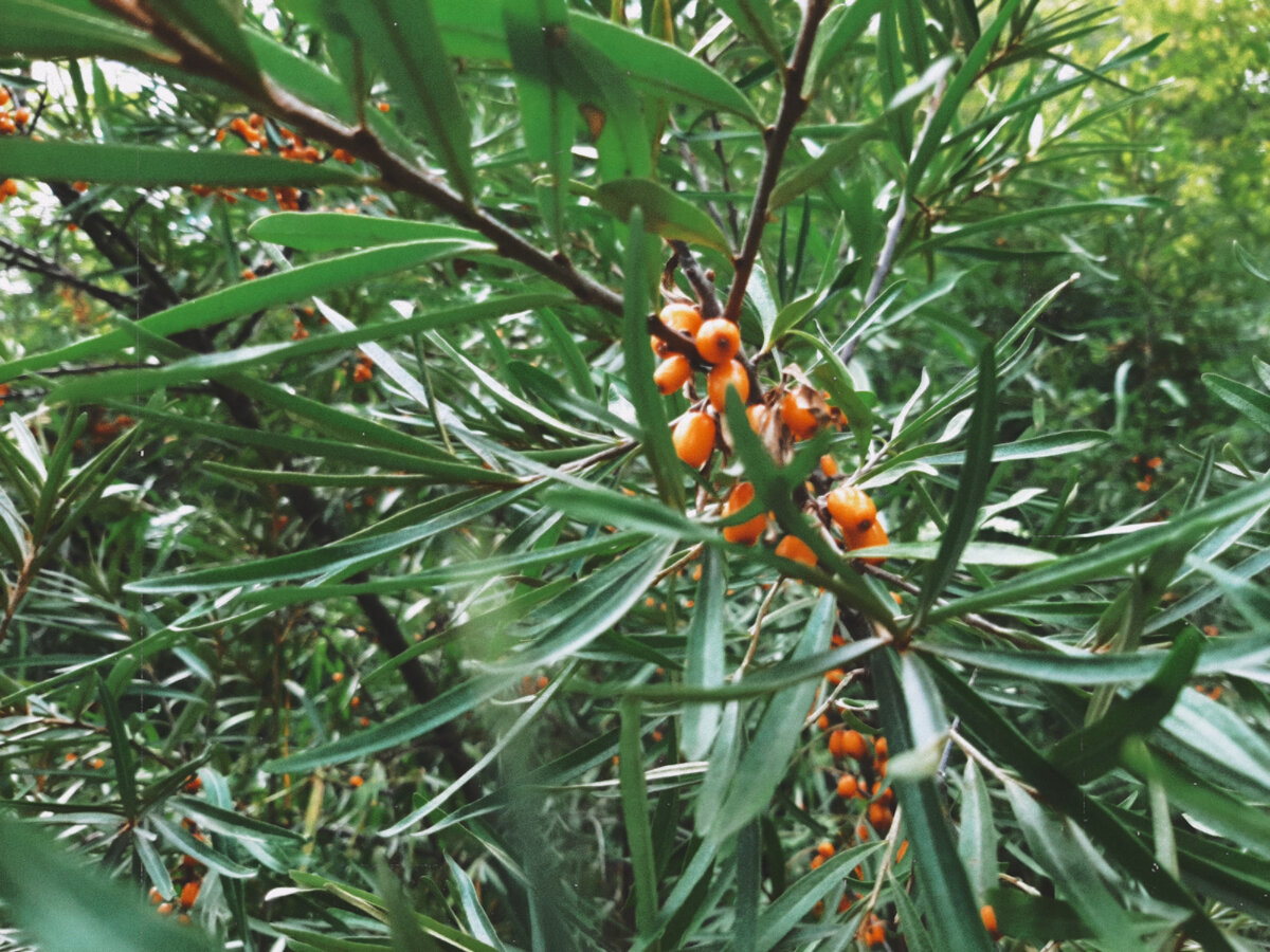 Очь кислая :) фото автора