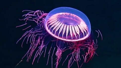 Под лучами подводного прожектора на глубине 1,5 км медуза выглядит, как фейерверк