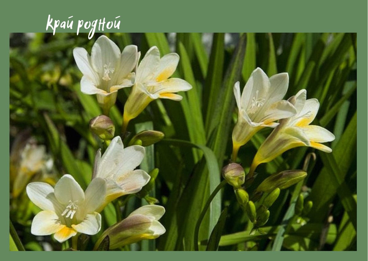 Белая фрезия