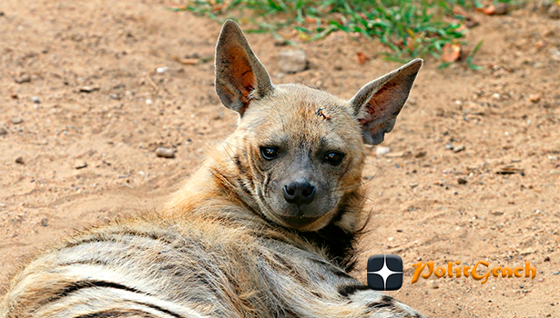 Изображение klimkin с сайта Pixabay. Бесплатно для коммерческого использования