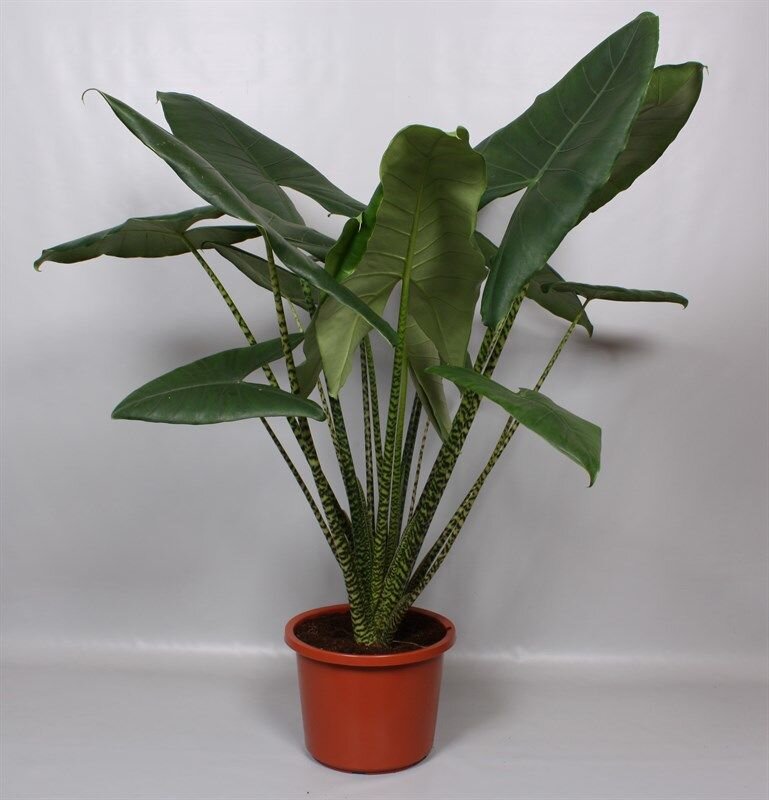 полосатая алоказия, алоказия зебрина