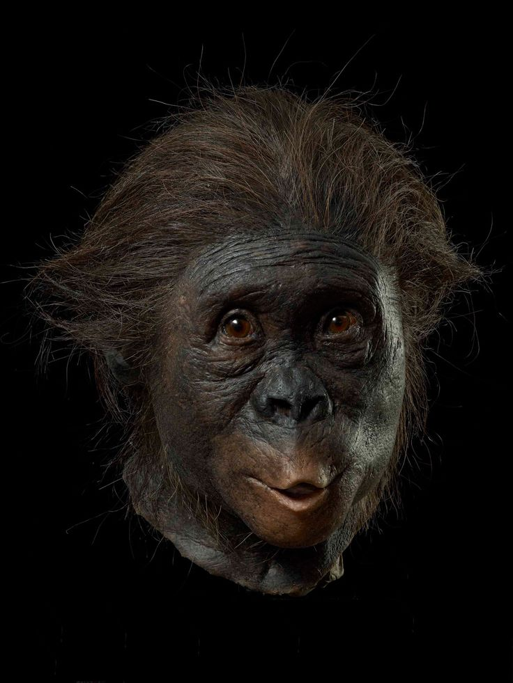 Мартышка человек. Австралопитек Африканус. Австралопитек афаренсис. Australopithecus Afarensis (австралопитек афарский). Австралопитеки гоминид.