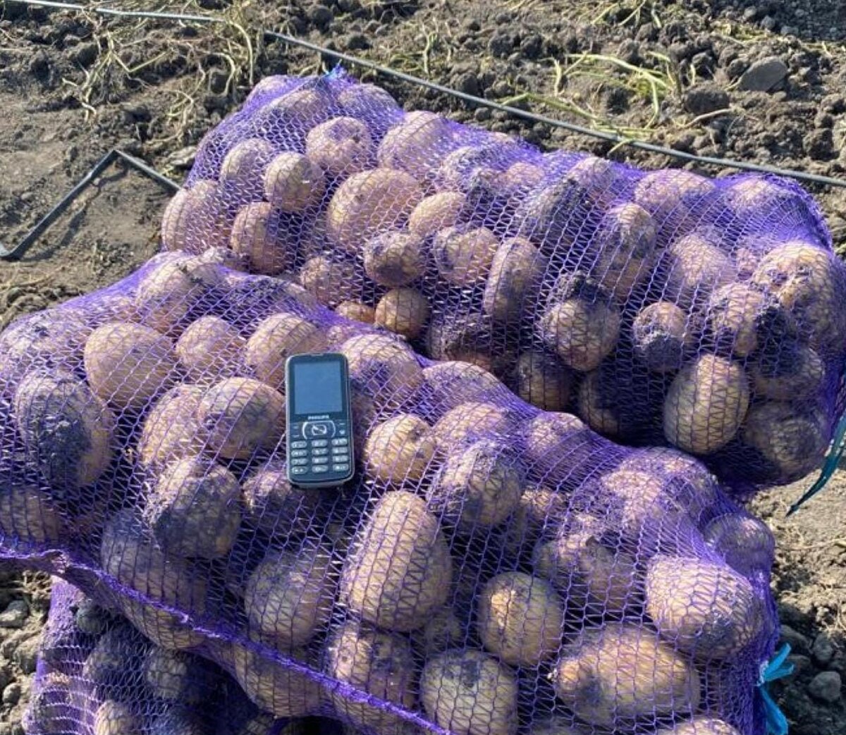 сорт Коломбо