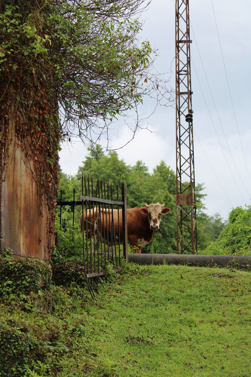 При подходе к станции нас встречали. Общаться, правда, не захотели и ушли дальше по своим коровьим делам
