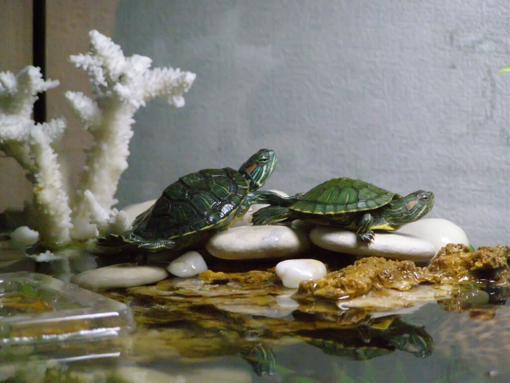 Как ухаживать за водяной черепахой?