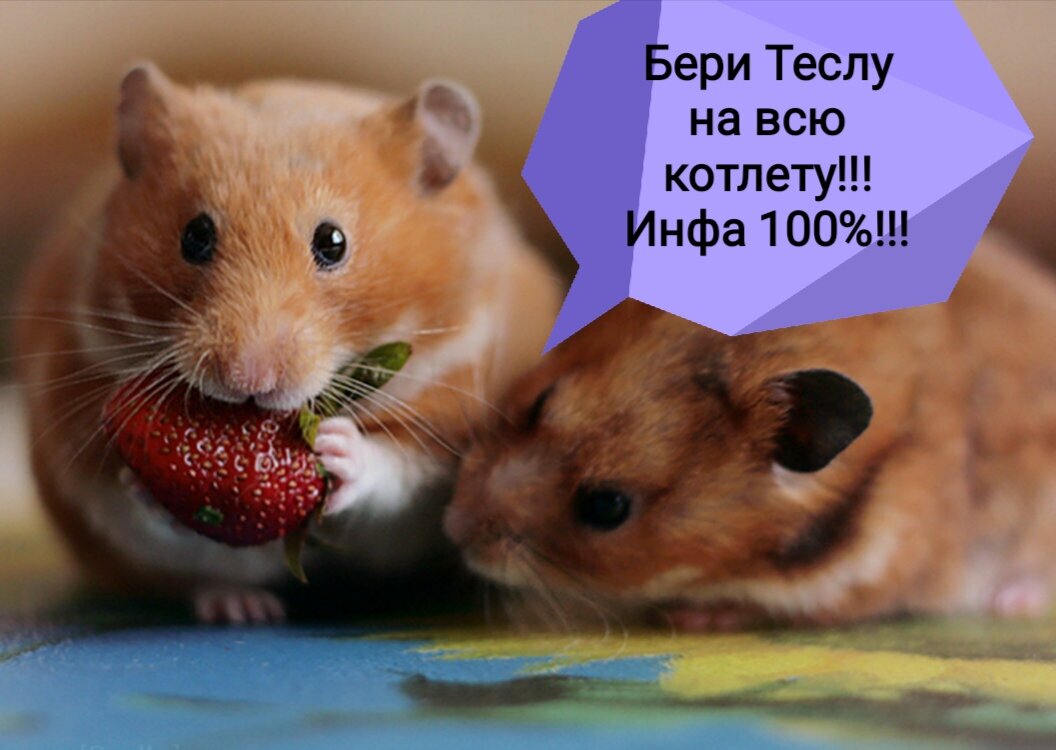 Какие карты в хомяке сегодня карточки