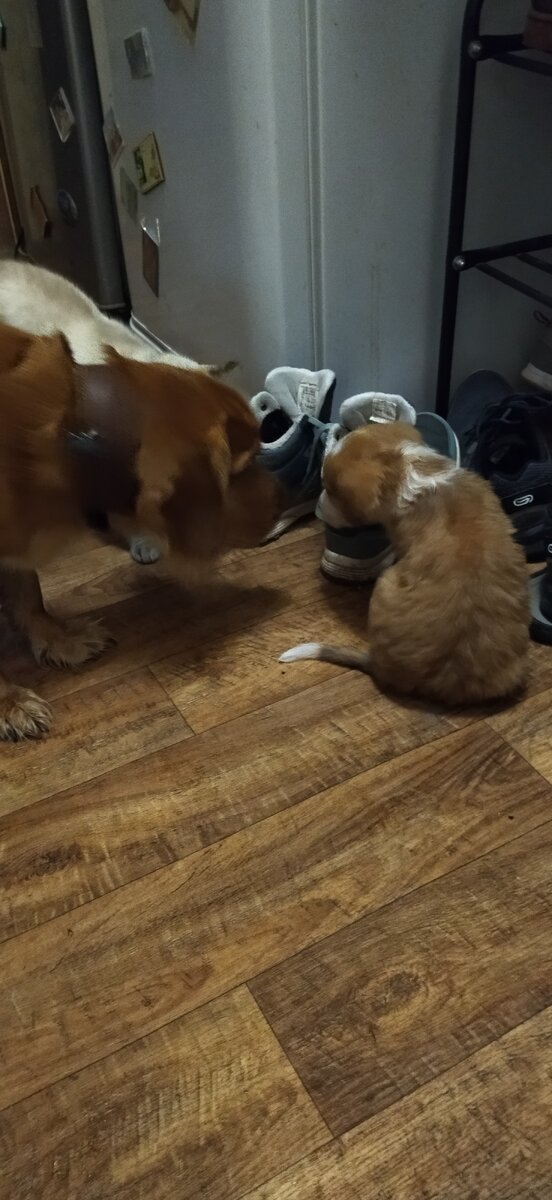 Первые минуты найденыша дома, кошка тоже пришла знакомиться