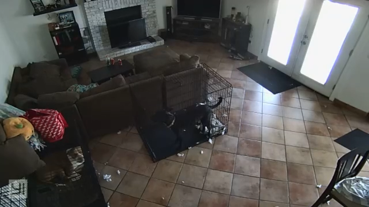 Кадр с камеры наблюдения в доме Энни Фаннинг