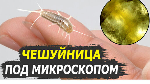 🔬 Прозрачная белая мокрица – чешуйница под микроскопом. Как избавиться