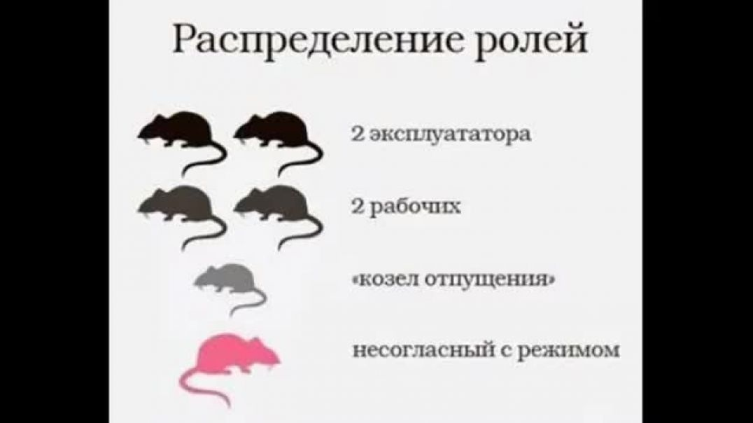 крысиный король большая крыса. крыса доминирует. тапки в виде крыс. крыса иллюстрация. крыса доминирует.