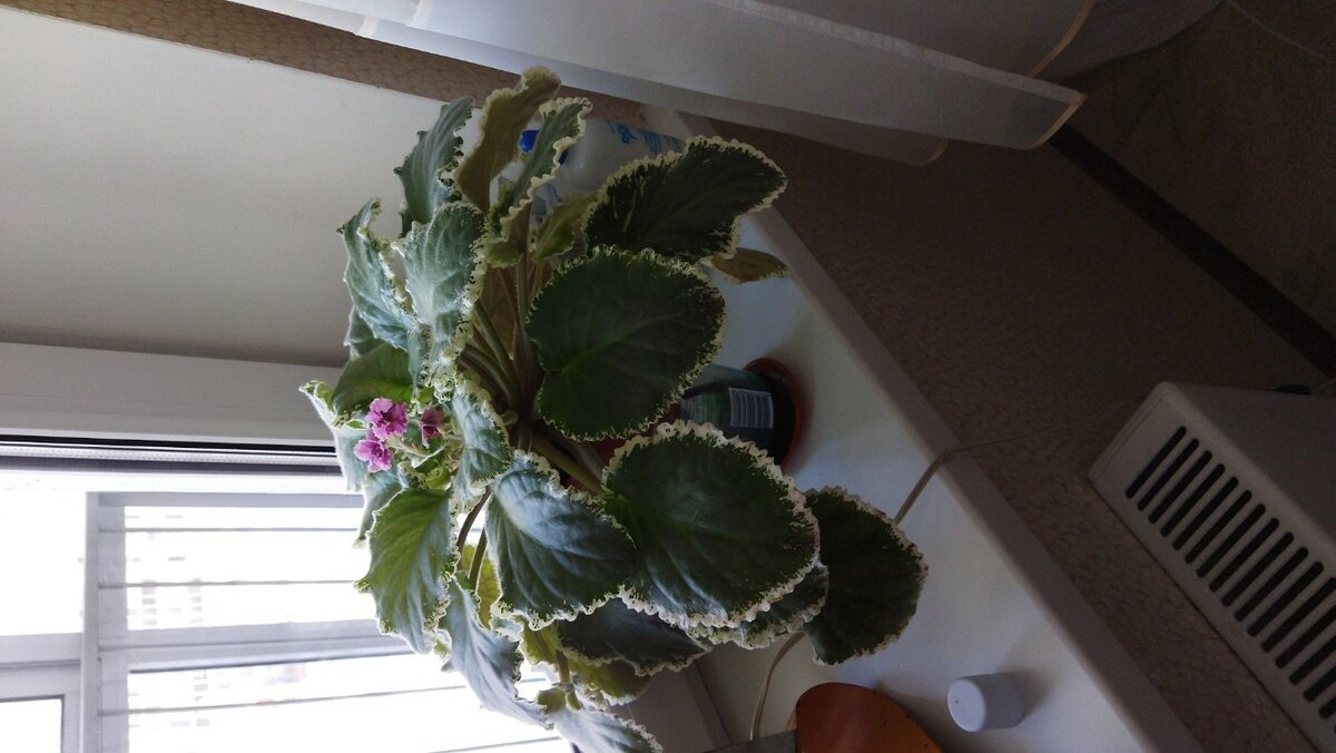 Фото подписчика