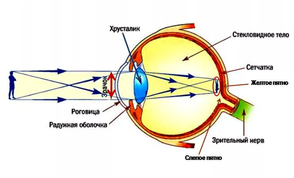 Схема хода световых лучей в глазу. Анатомия хрусталика глаза человека. Ход лучей в оптической системе глаза.