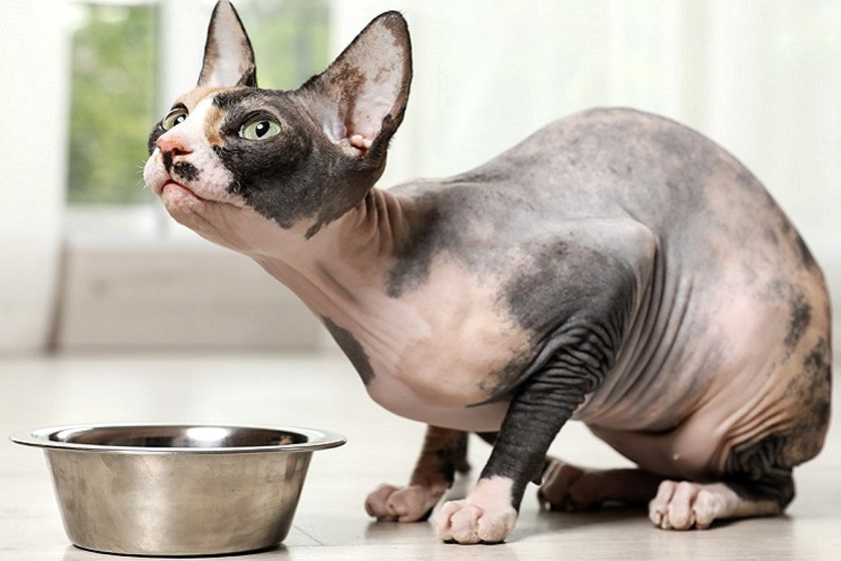 Сфинкс кошка. Донской сфинкс питание. Донской сфинкс. Корм для лысых кошек сухой. Донской сфинкс питание.