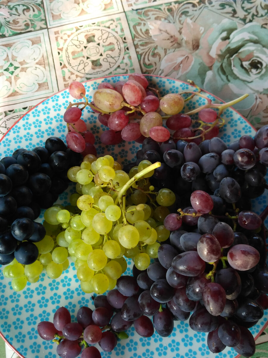 Выращиваем виноград из черенков