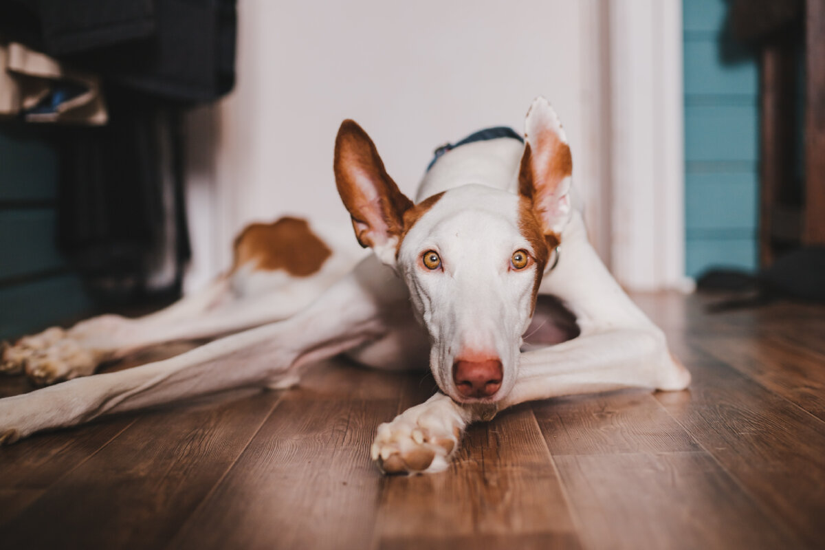 Podenco con pastor aleman