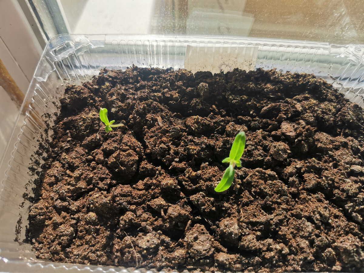 Проблемы со всхожестью семян. Фото Дмитрий Лукьянов.