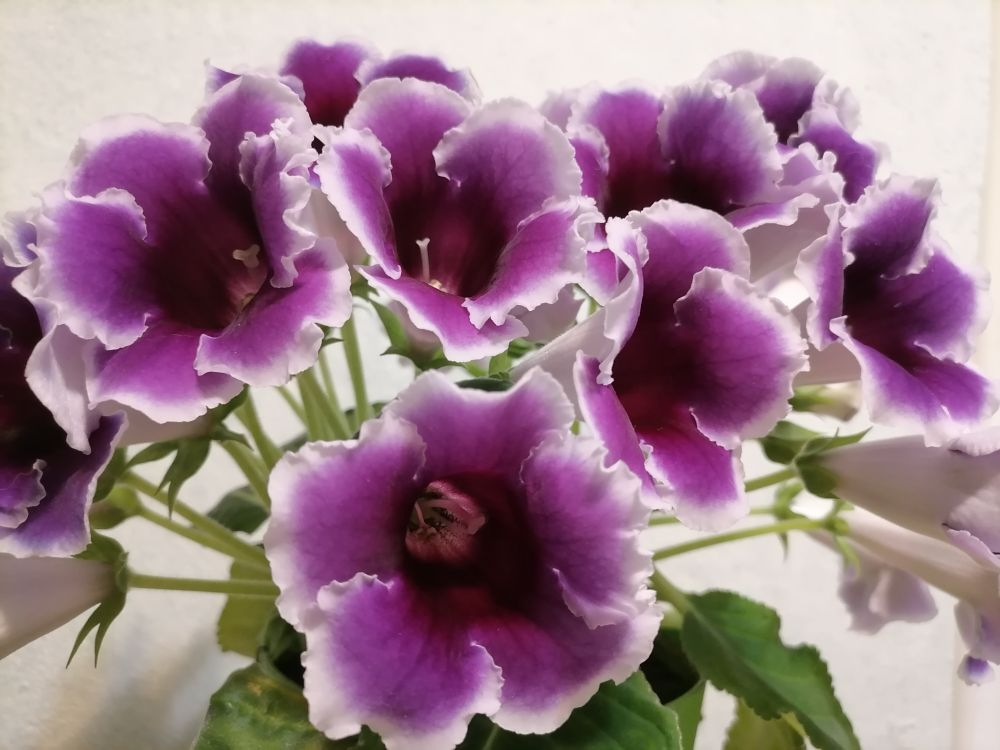 Глоксиния из семян: роскошное цветение Импресс Блю Пикоти | уДачный ...