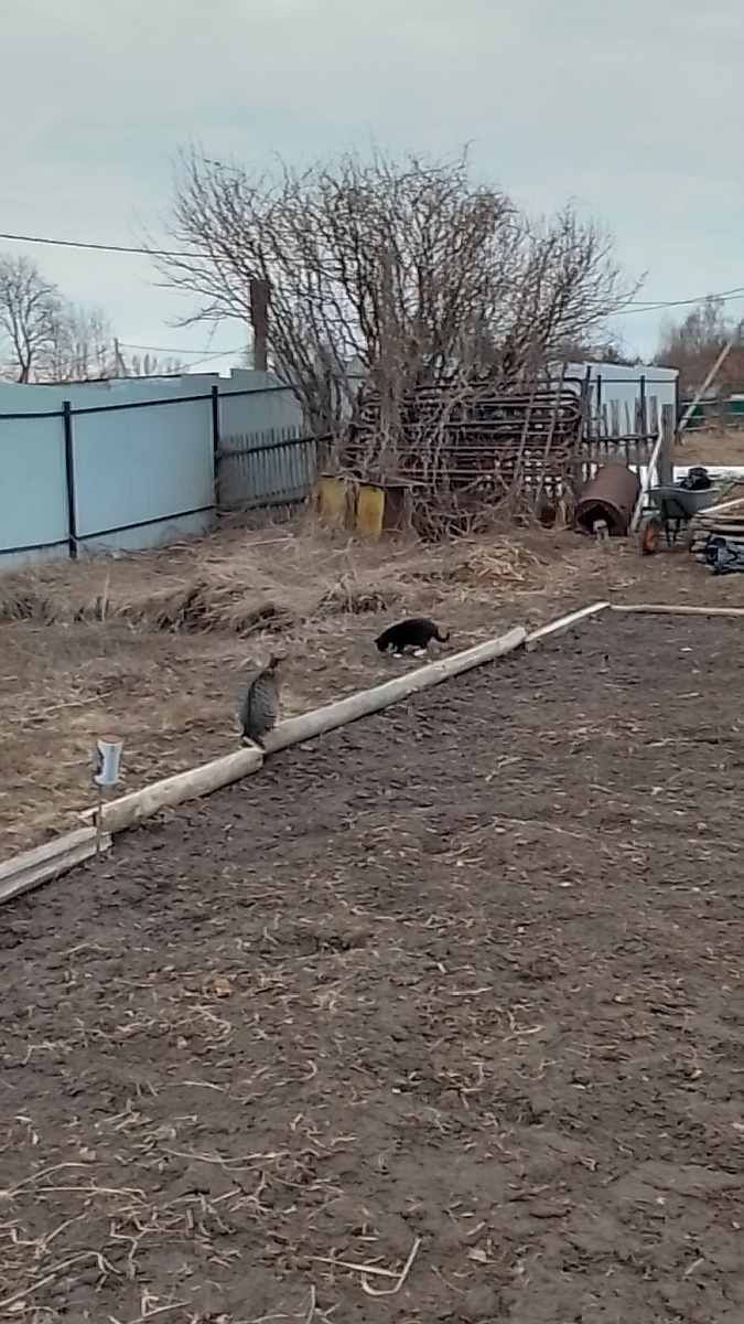 Джонник с Лучиком проверяют огород