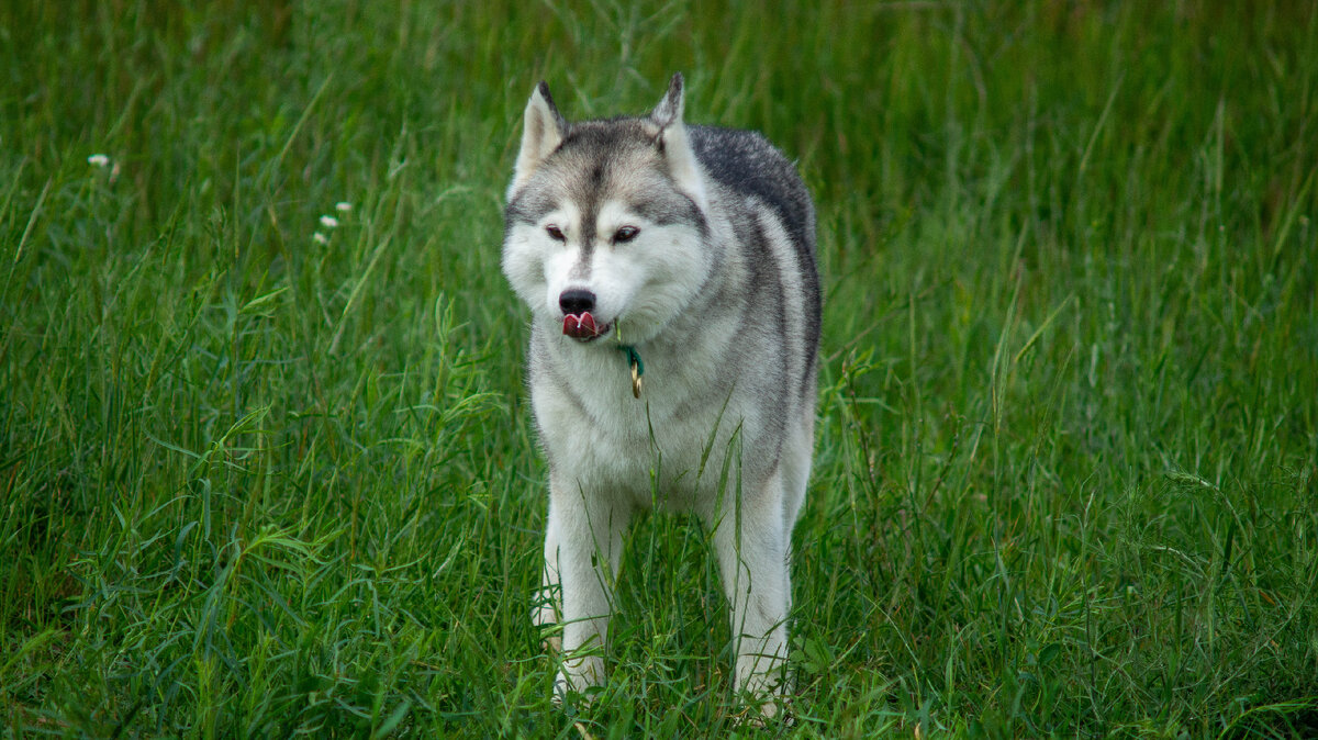 Цирила Фиона Элен Рианон. Хасячья версия.