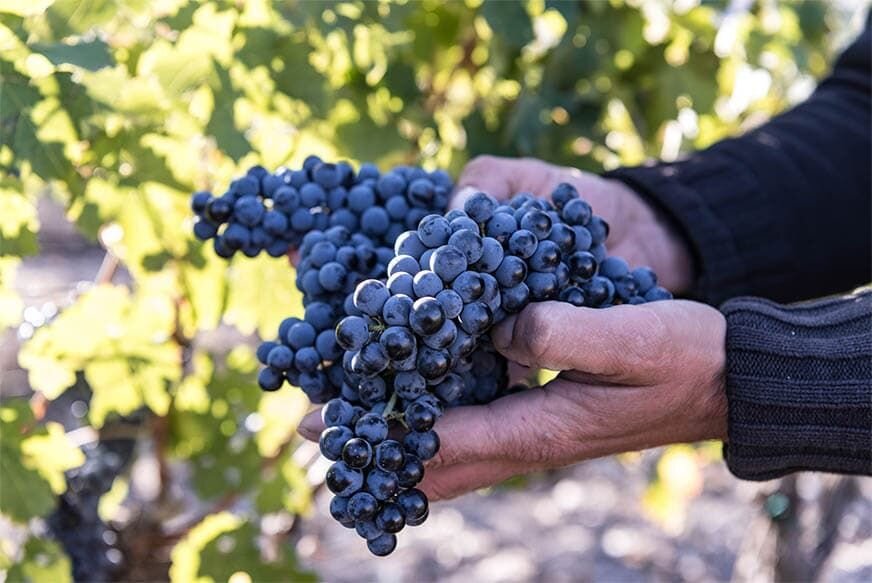 Красностоп, сорт винограда