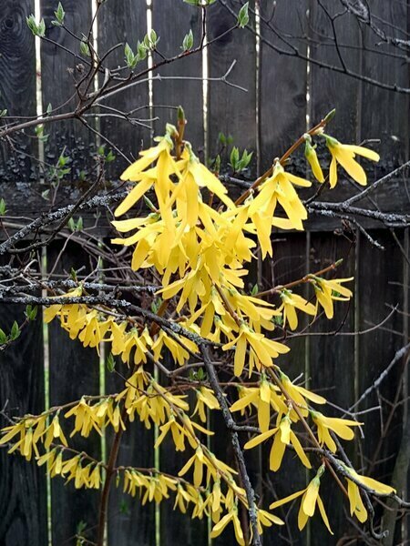 Форзиция интермедия Densiflora в моем саду

