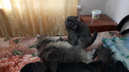 Зачем кошки постоянно вылизывают друг друга? nordwestspb.ru