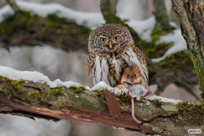 С добычей. Автор фото: Валерий Субачев