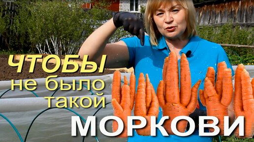 Что нужно сделать, чтобы избежать УРОДЛИВОЙ МОРКОВИ! Советы от ЗЕЛЕНОГО ОГОРОДА!