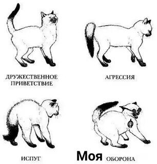 Кошка не часто выражает свои эмоции, но по положению спины можно определить ее настроение. Источник фото: natalyland.ru