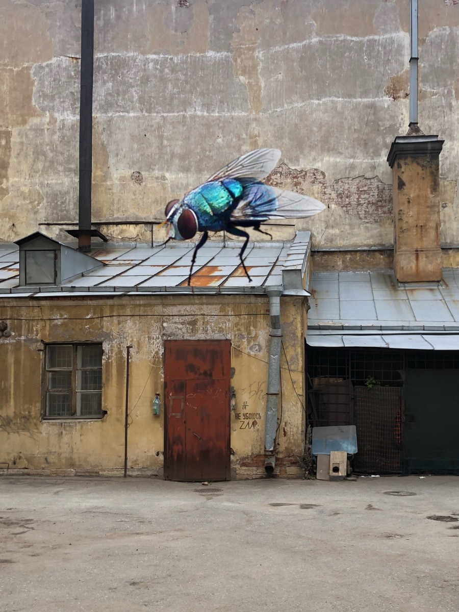 муха бессмертия