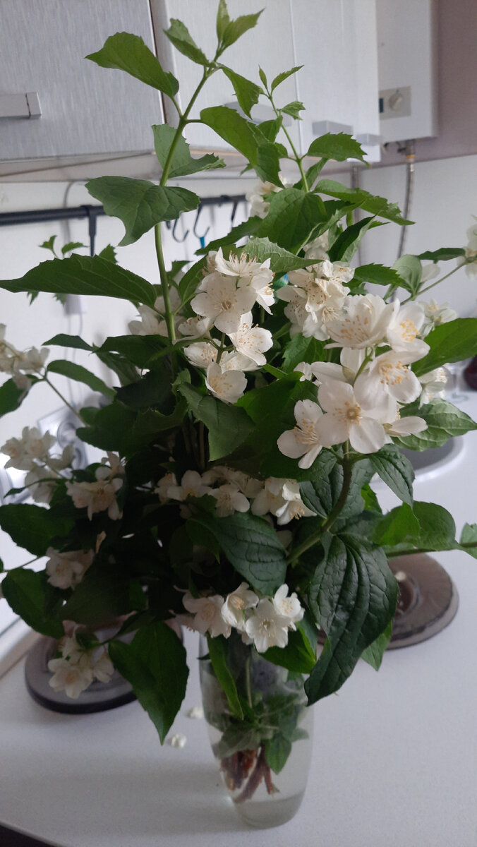 Жасмин во всей своей красе. Аромат божественный стоит на всю квартиру. Уже как 3 месяца в моем доме всегда есть в вазе цветы. Подсмотрела жту традицию у парижанки. 