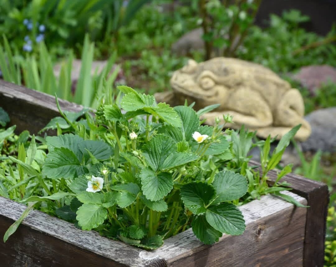 Фото: УСАДЬБУШКА