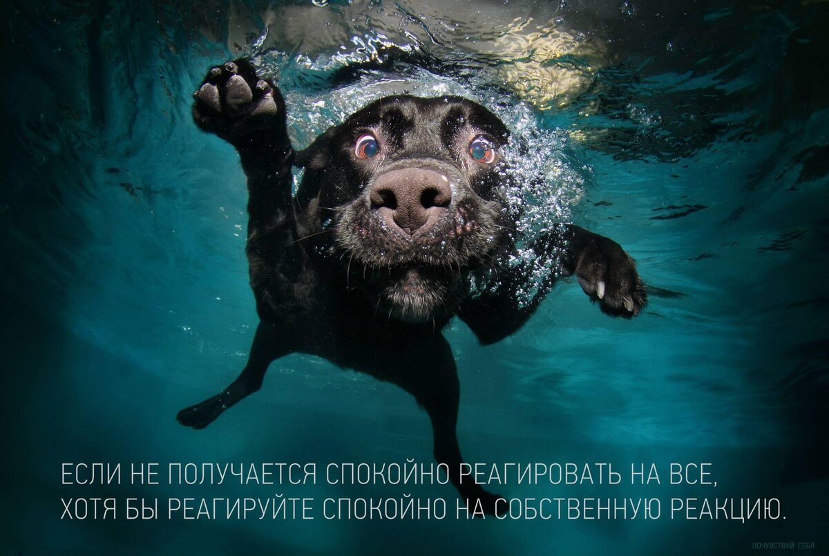 #сгм #саногенноемышление #психология #испуг #попробуйнеиспугаться #спокойствие #спокойно #реакция #картинкиснадписями #юмор 