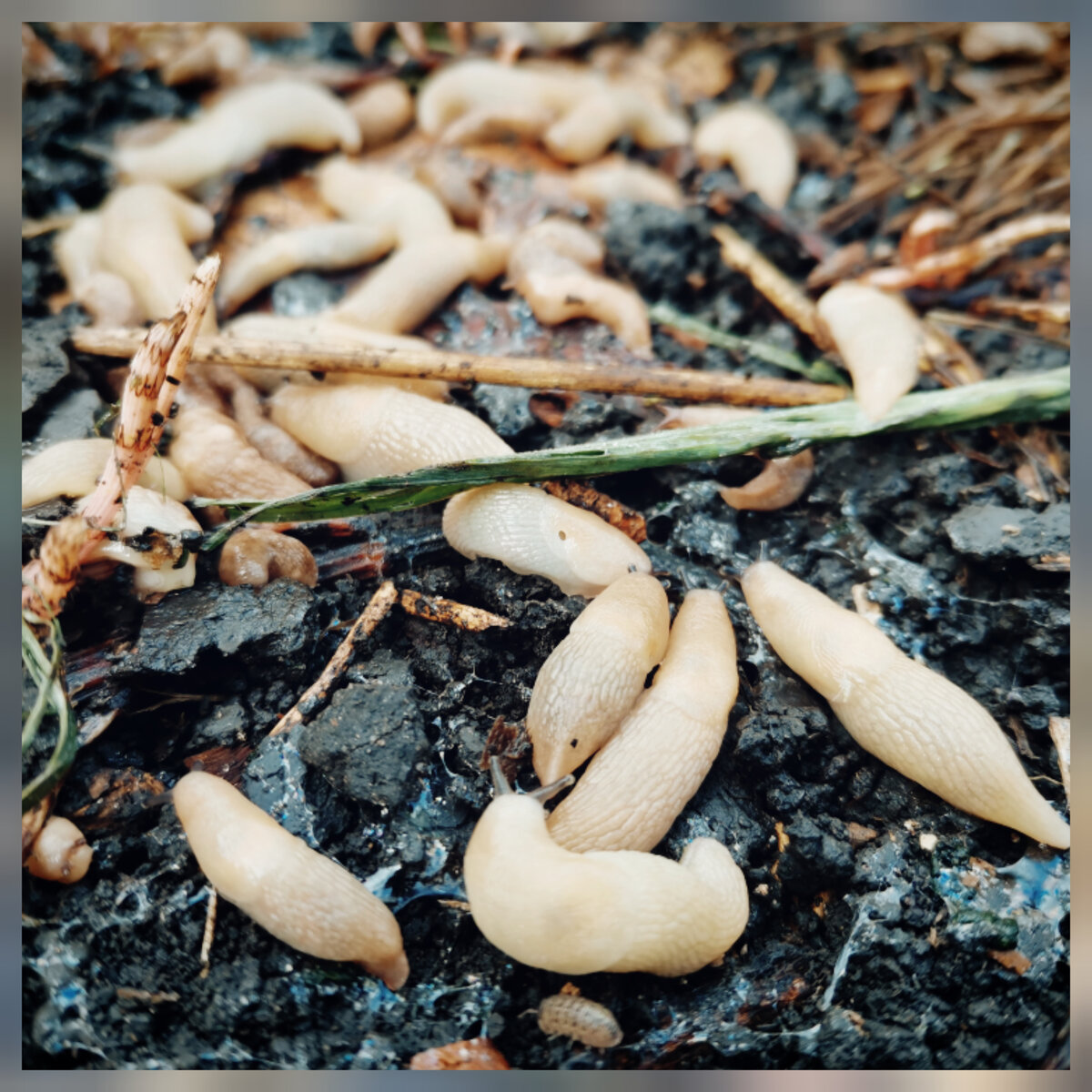 жабы являются естественными врагами всех насекомых-вредителей и слизней