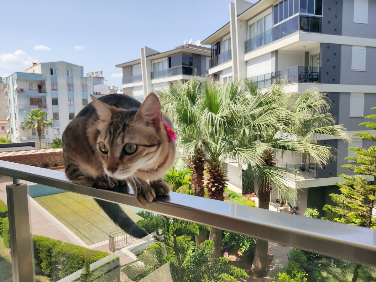 Одна из моих хвостатых подопечных - неугомонная Лейла. Личный архив