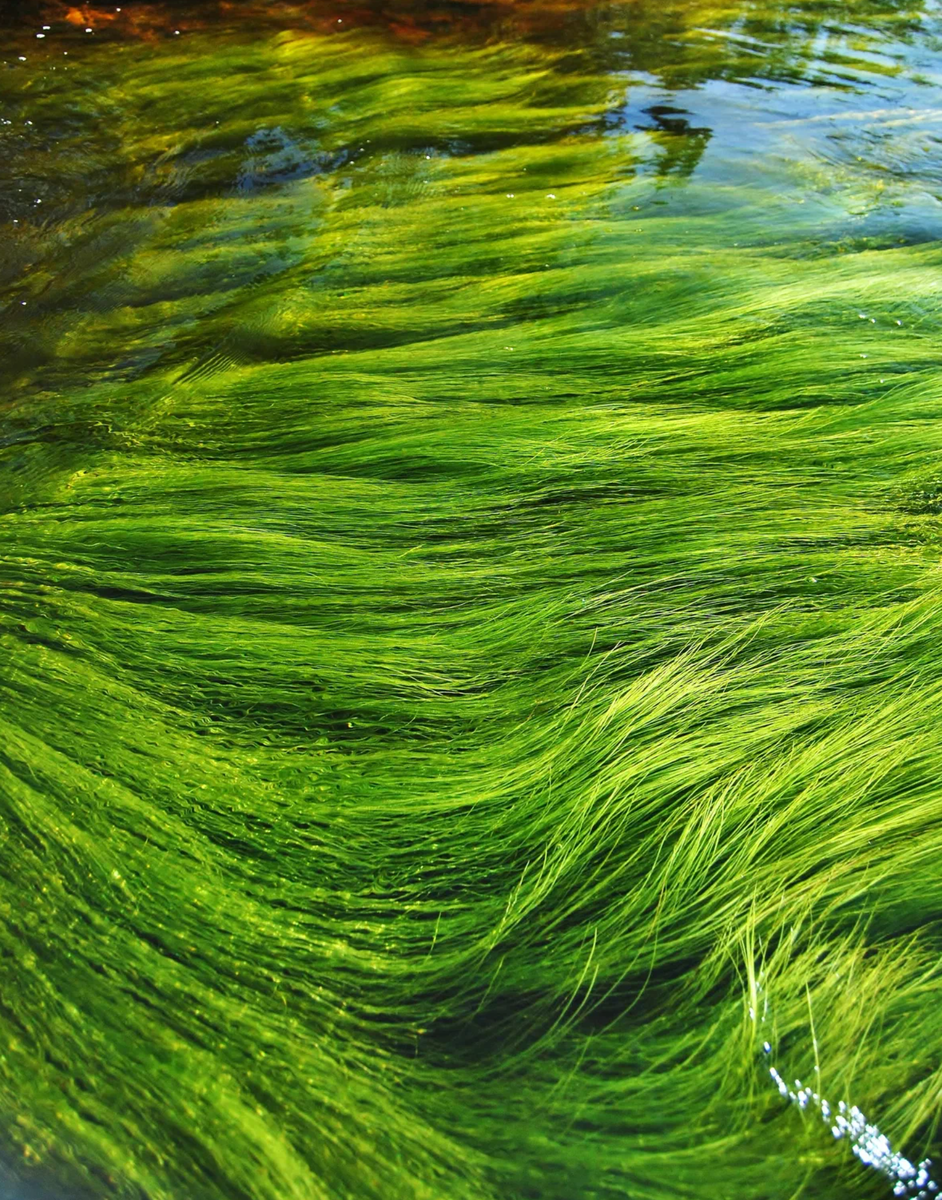 Морские водоросли