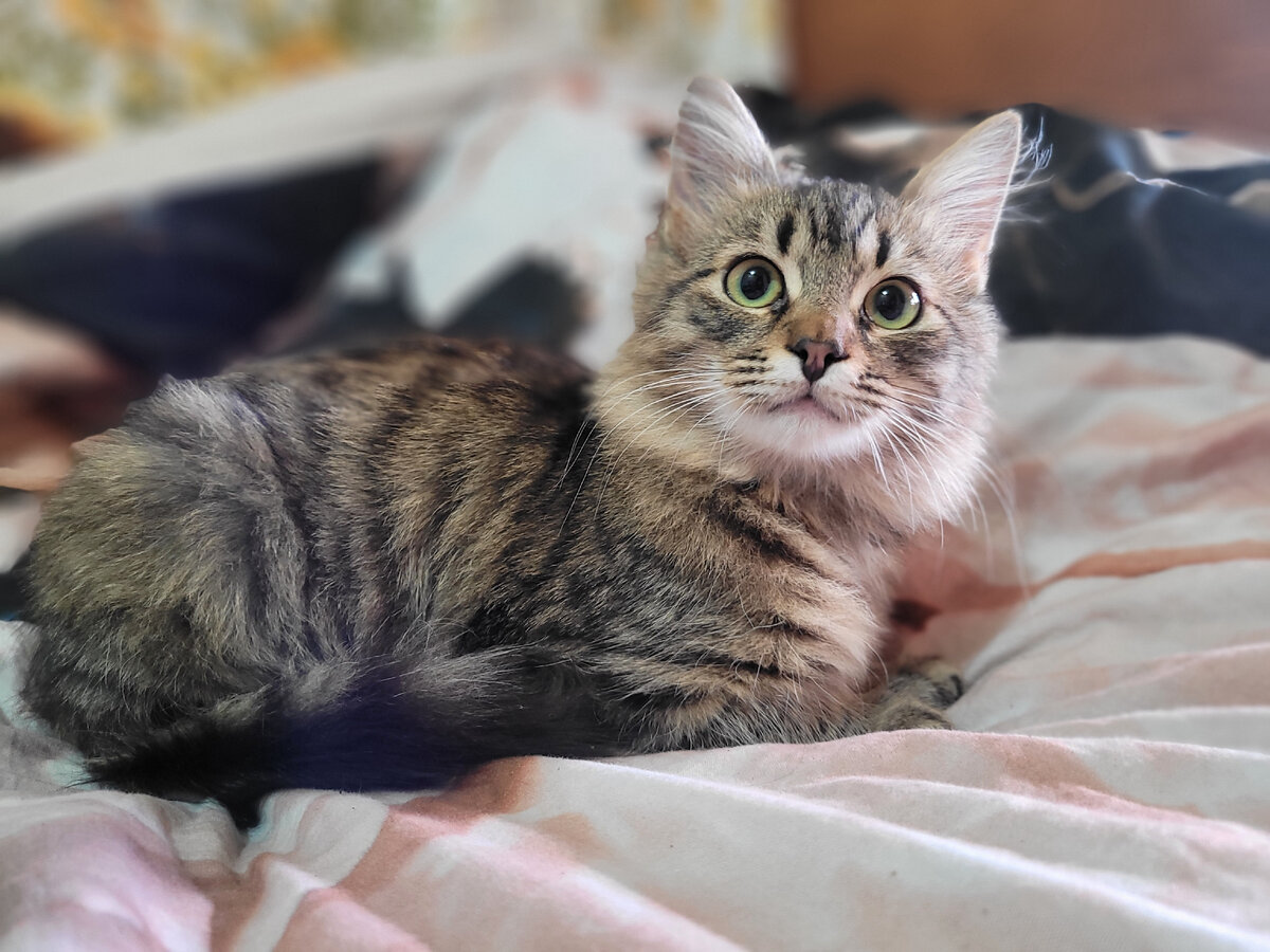 Такс