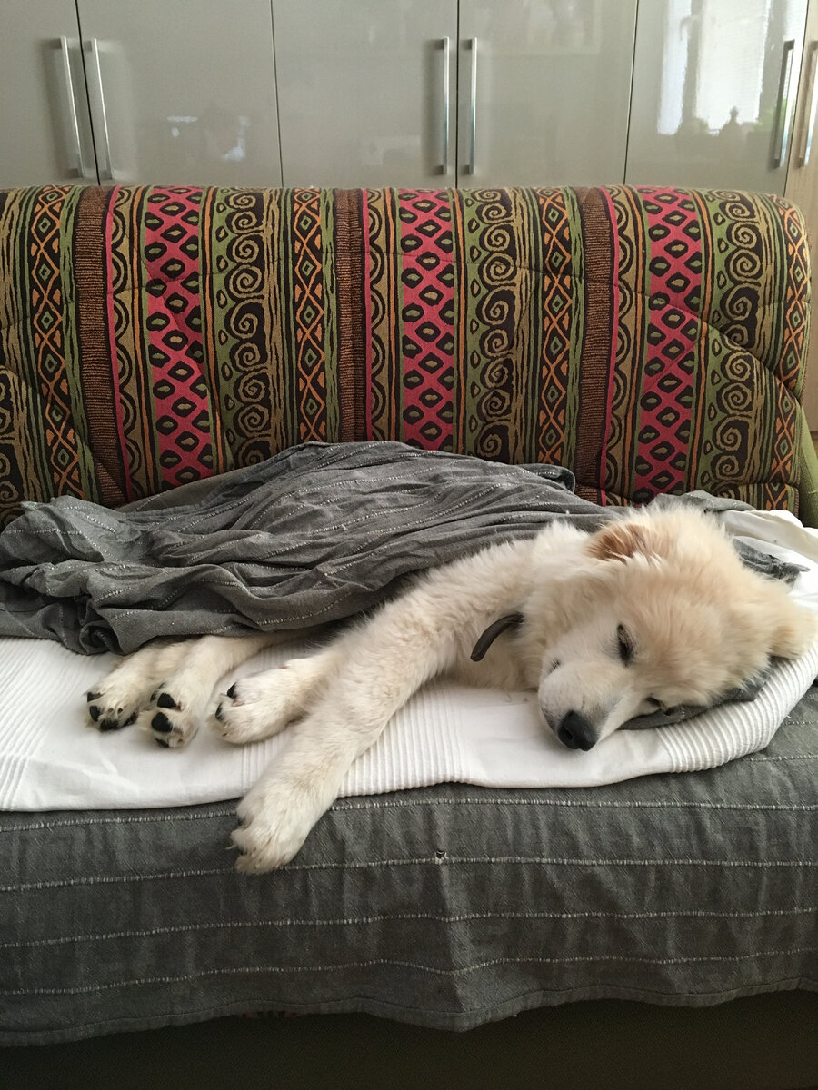 Фото мое Рич -щенок метис