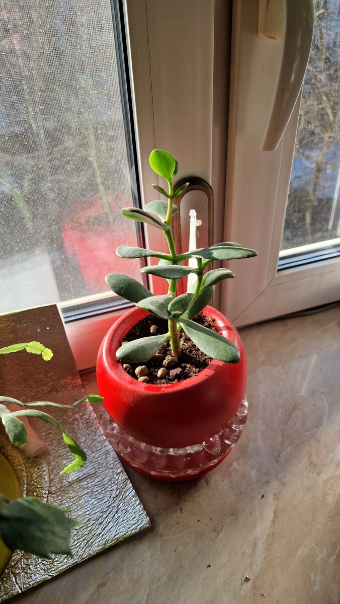 Денежный талисман