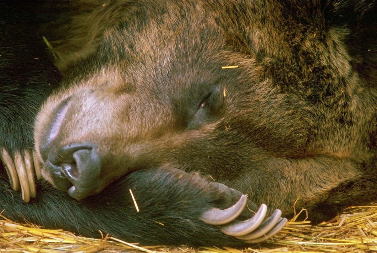 В засаде физическое тело впадает в экономичный режим похожий на зимнюю спячку медведя в берлоге...