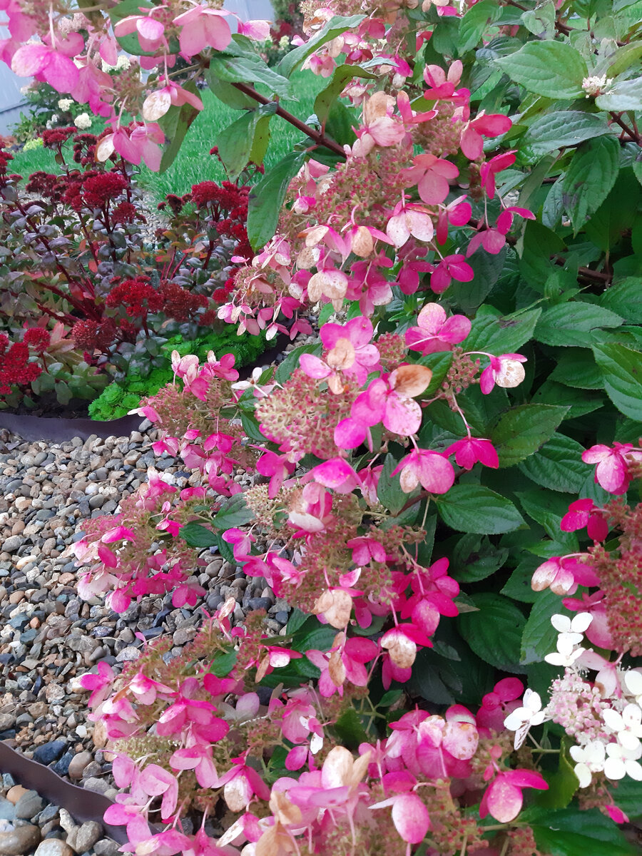 Кто пышно цветет до глубокой осени? | Цветущий мир | Дзен