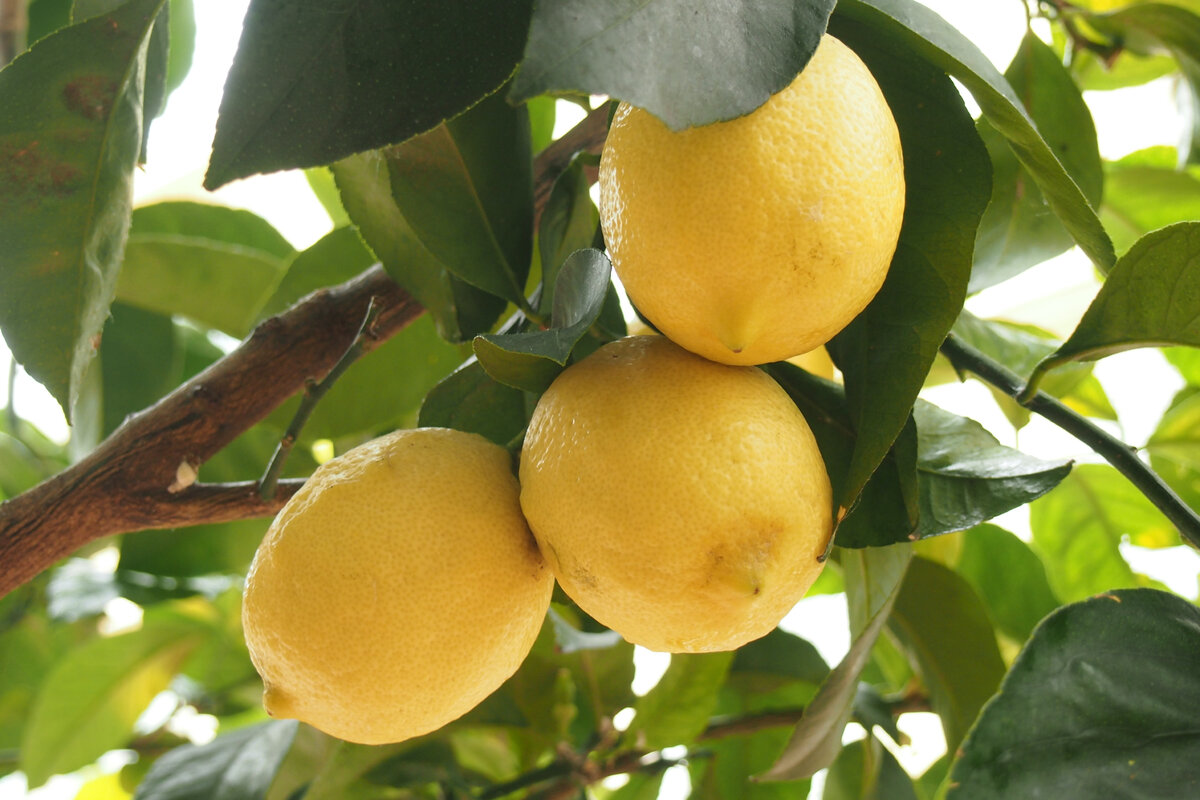 СЛИВОЧНЫЙ ЛИМОНЧЕЛЛО 🍋 самый вкусный солнечный🌞 ЛИКЕР к НОВОМУ ГОДУ❄️ |  Спасибо Вкусно | Дзен