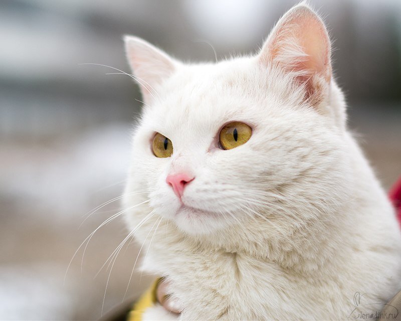 Фото из Яндекс.Картинки