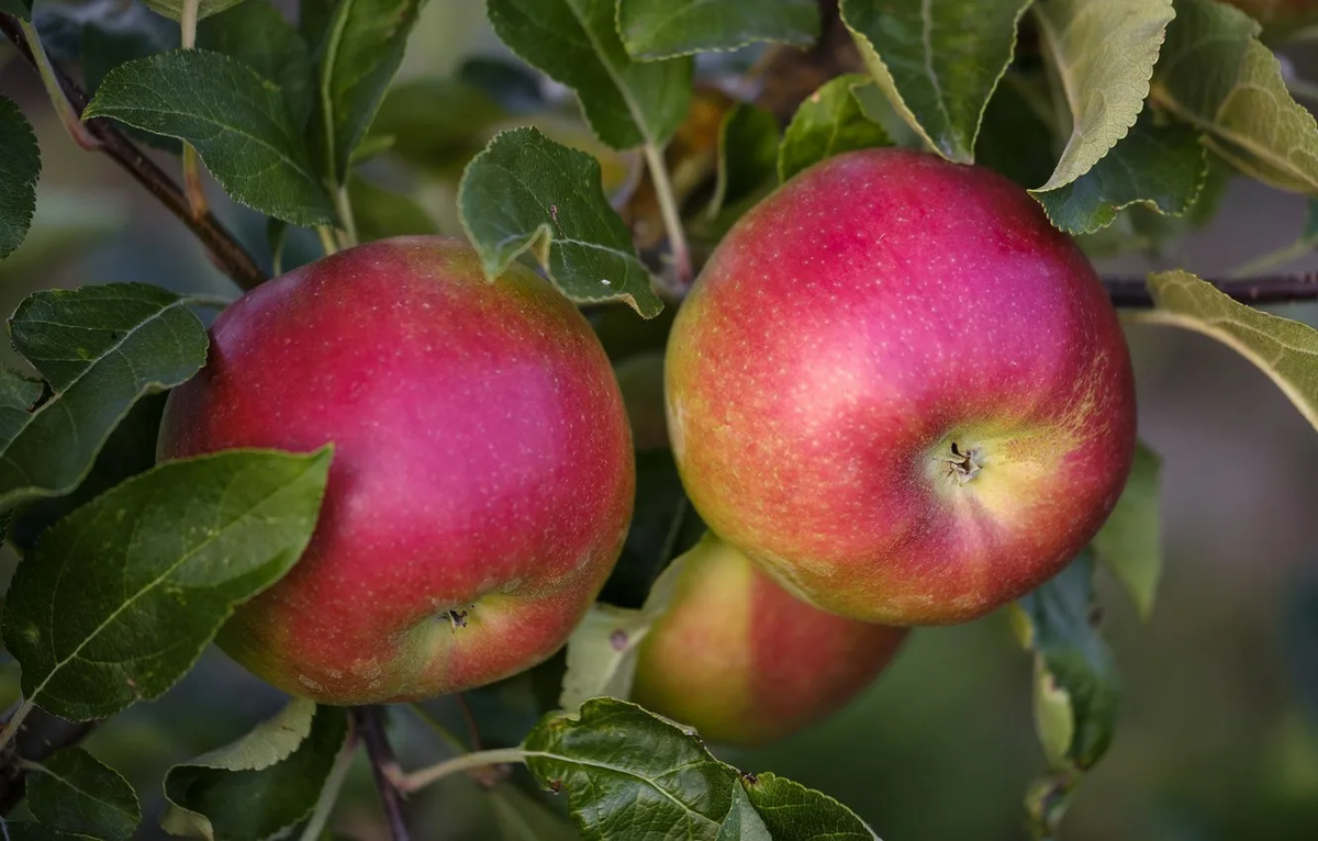 сорт Веньяминовское