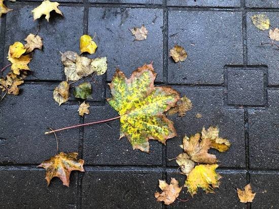     Если бабье лето ненастно — осень сухая. Фото: МК в Питере