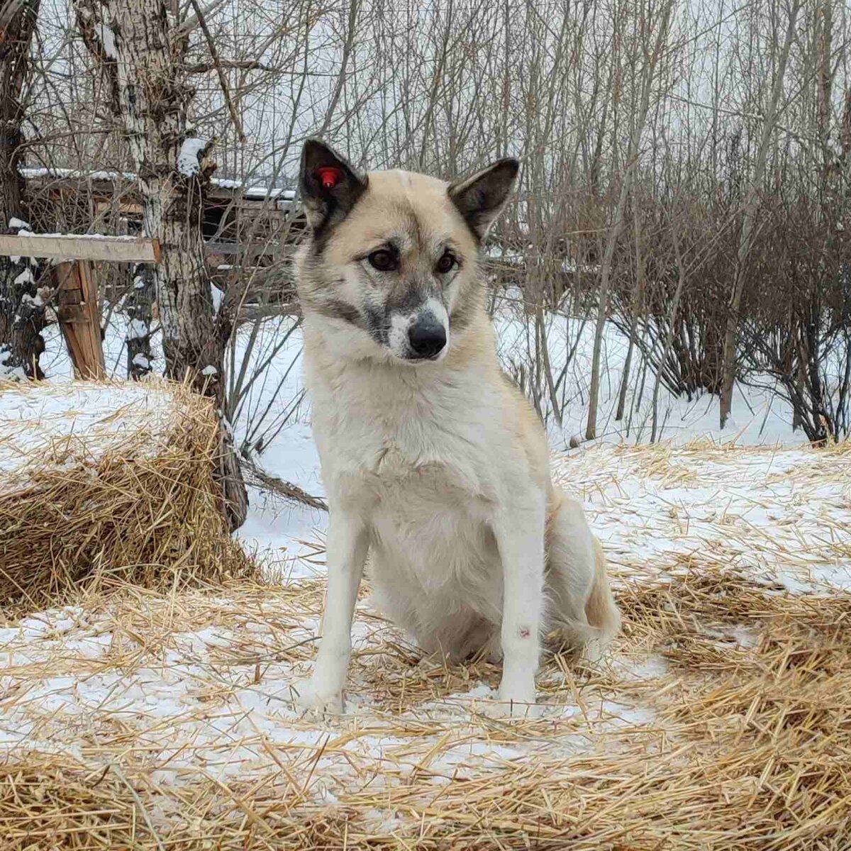 Якутяночка