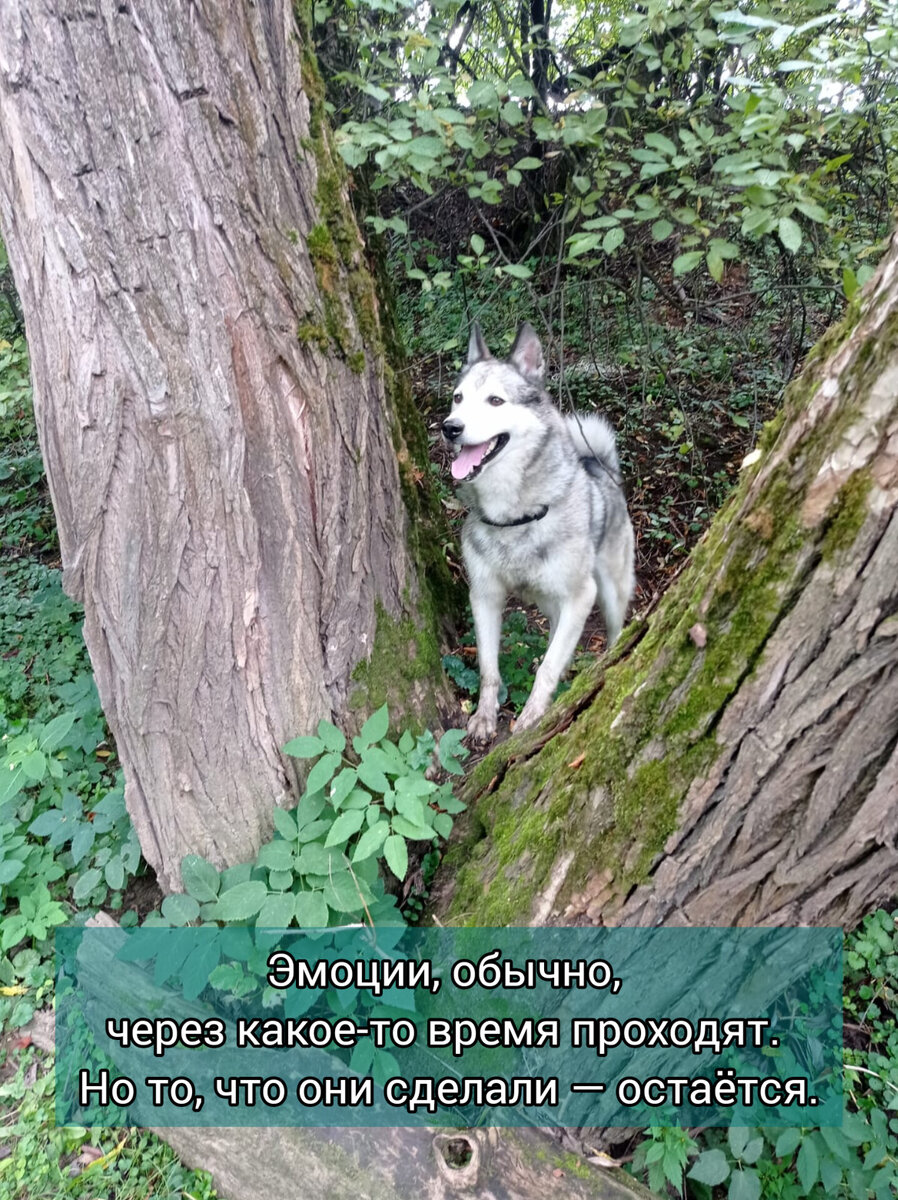 Собака Север