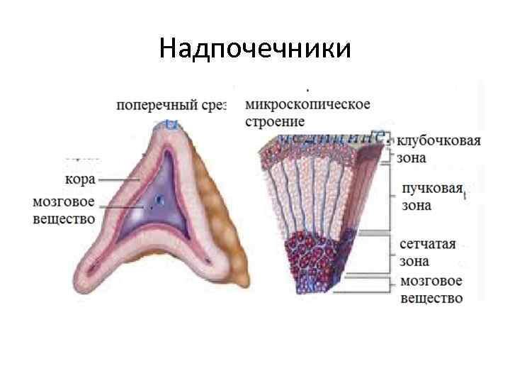 Схема строения надпочечника