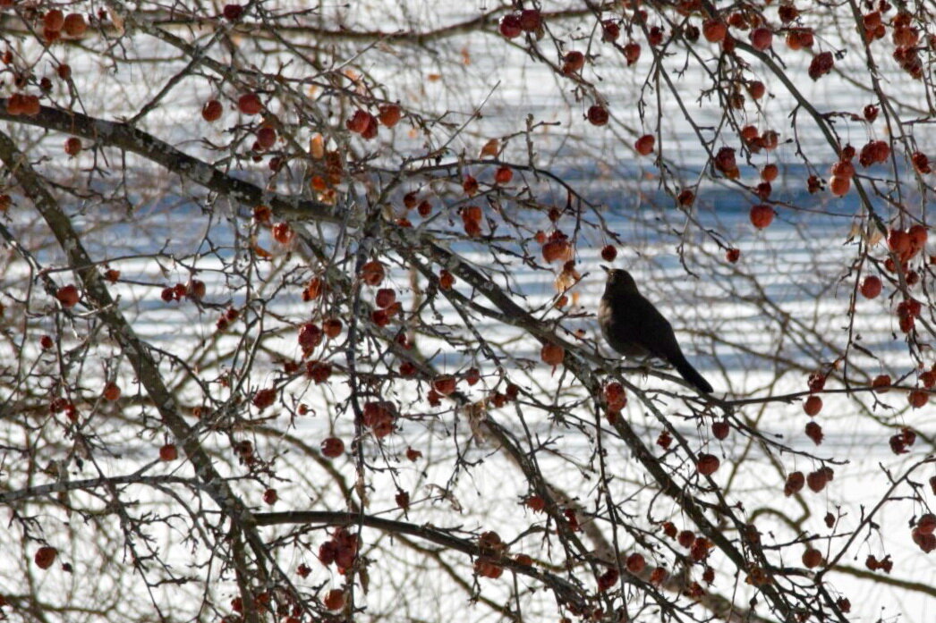 Черный дрозд (Turdus merula), самец. Фото: Лия Светлояр 